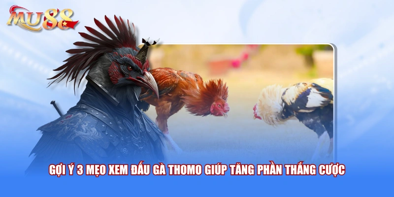 Gợi ý 3 mẹo xem đấu gà Thomo giúp tăng phần thắng cược