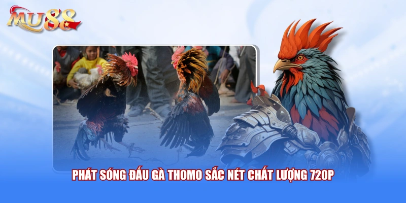 Phát sóng đấu gà Thomo sắc nét chất lượng 720p